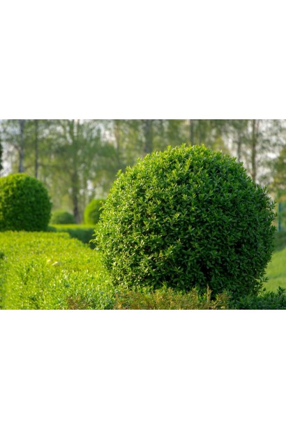 Бирючина звичайна Атровіренс